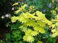 2012-0514_1630_Acer_11,2C